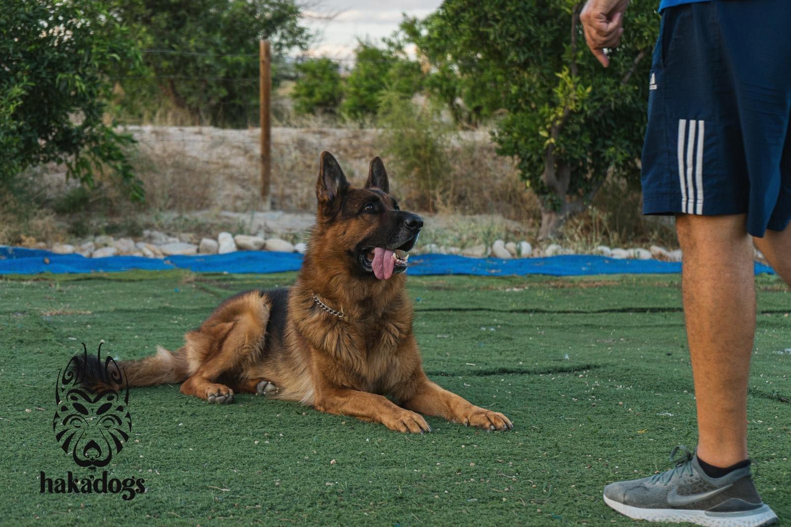 El poder de jugar con tu perro